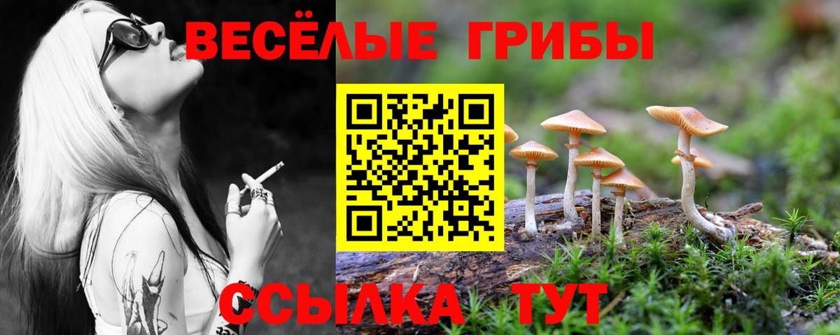 Псилоцибиновые грибы Psilocybine cubensis Майкоп